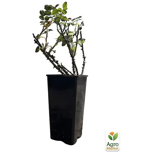 Роза бордюрная Agro-Market Торнадо в контейнере, высший сорт (185429) 1 саженец в упаковке - фото 2