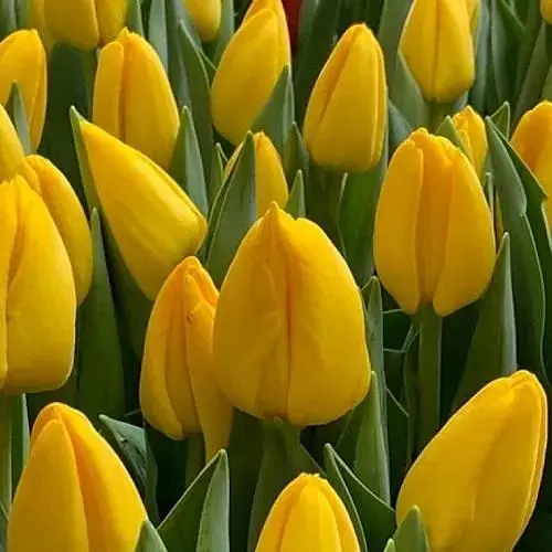 Тюльпан "Novi Sun" (181264) 2 шт - фото 1