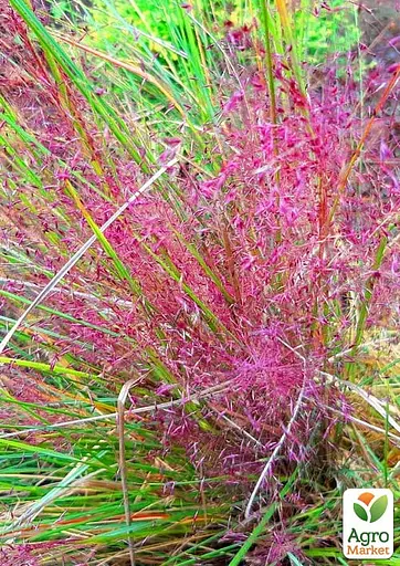 Ерагростіс рожевий "Eragrostis spectabilis" (183672) 1 саджанець - фото 3