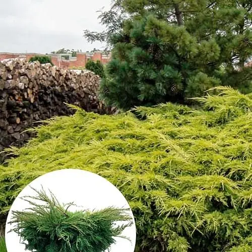 Ялівець середній "Old Gold" С10 діаметр 50-60 см (175605) 1 саджанець - фото 2