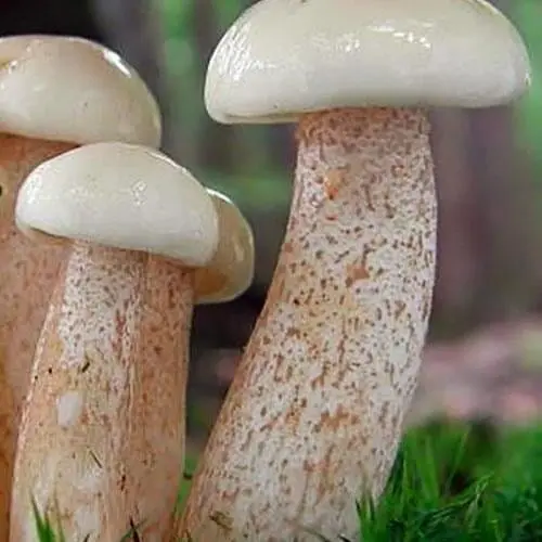 Сухий зерновий міцелій "Маслюк білий" 100г (45578) - фото 1