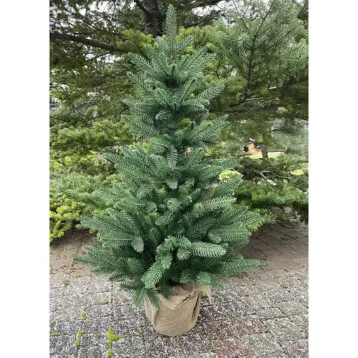 Ялинка Hvoya Classic лита пишна  в мішковині 90 см зелена - фото 3