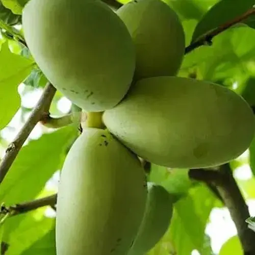 Азимина привитая Mango C1.5, высота 35-60 см (184646) 1 саженец в упаковке - фото 1