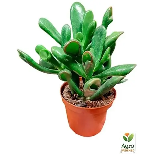 LMTD Красула Agro-Market Hobbit 10-15 см (182839) 1 саженец в упаковке комнатный - фото 2