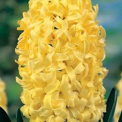 Гіацинт "Gipsy Princess" (186354) 2 шт - фото 1