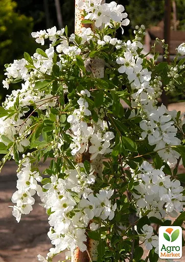 Екзохорда "Magical Springtime" (горщик Р9) (188539) 1 саженец - фото 2