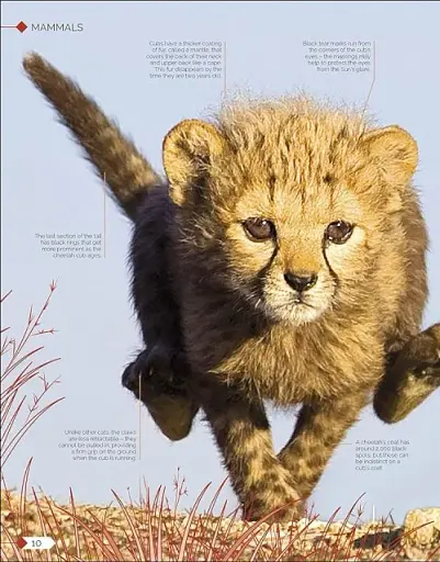 Born to be Wild. How Baby Animals Survive and Thrive - фото 2