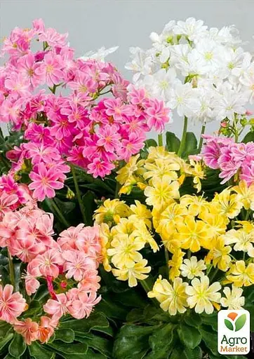 Левізія "Elise Mix" (49335) 1 шт - фото 3