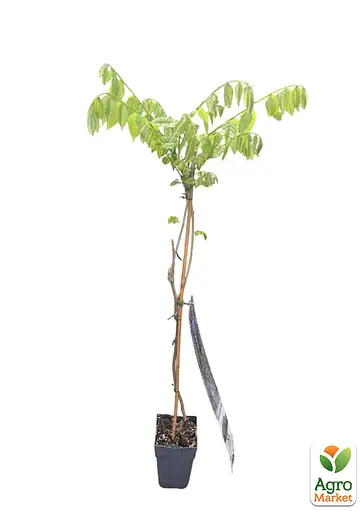 Глициния 3-х летняя японская "Иссаи" (Wisteria chinensis Issai) С2 высота саженца 60-100см (185367) 1 саженец Нидерланды - фото 2