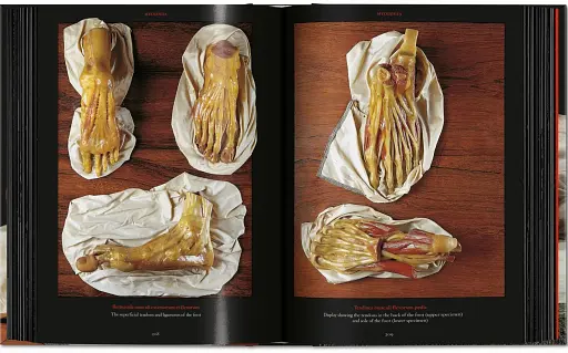 Anatomical Waxes. 45th Edition - фото 14