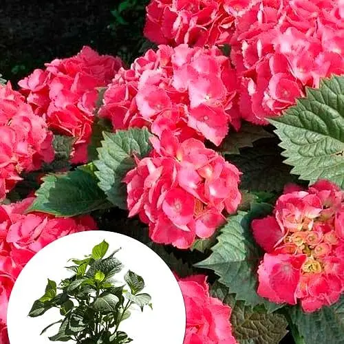 Гортензія великолистна 3-х річна "Leuchtfeuer" висота 30-50см (181984) 1 саженец - фото 3