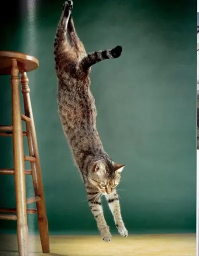 Walter Chandoha. Cats. Photographs 1942-2018 - фото 9