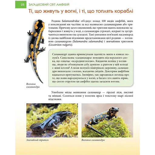 Загадковий світ амфібій - А. Гапченко (9789669892263) - фото 3