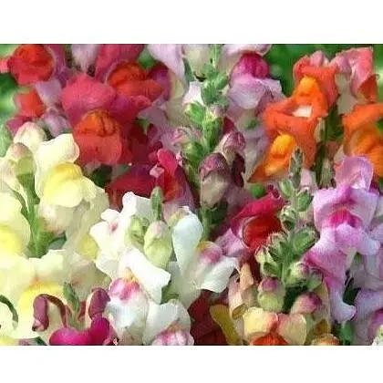 Антирринум "Ротики Садові" Весна 0.2г (16316) - фото 1