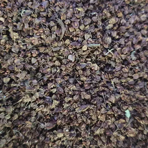 100 г щавель кінський насіння/цвіт сушене - свіжий урожай