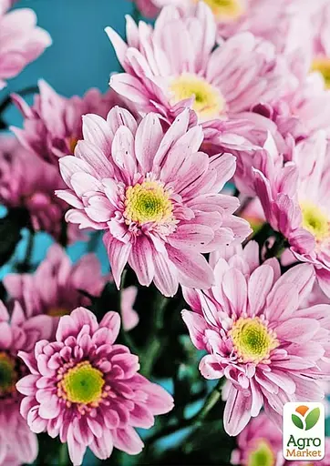 Хризантема кустовая среднецветковая "Serenity Sweet" (177062) 1 саженец - фото 2