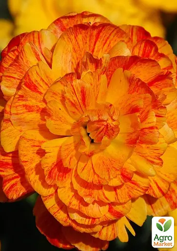 Тюльпан «Sunlover» (62504) 2 шт - фото 3