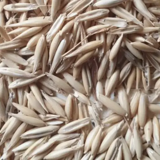 100 г овес посевной семена - свежий урожай