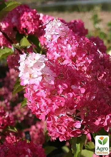 Гортензія волотиста 2-річна "Fraise Melba" висота саджанця 20-30см (186196) 1 саженец - фото 3