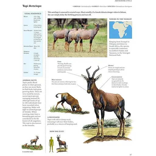 Encyclopedia of Animals - Олдертон Дэвид - фото 3