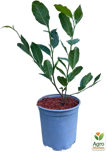 Магнолія 3-річна суланжа "Alba Superba" (висота 60-80см) (166999) 1 саженец - фото 2