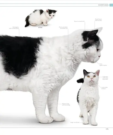 The Cat Encyclopedia - фото 15