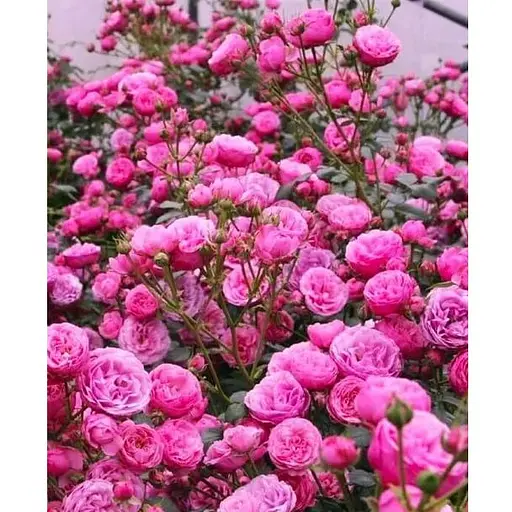 Роза в контейнере флорибунда "Pomponella" (саженец класса АА+) (152659) 1 саженец - фото 1