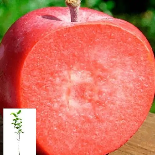 Яблуня Байя Agro-Market Маріса укорінена в контейнері саджанець 2 роки 153206 1 саджанець в упаковці - фото 1