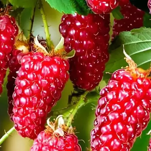 Малинно-ежевичный гибрид Agro-Market "Ред Даймонд" (ранний срок созревания)  (186591) 1 саженец в упаковке - фото 1