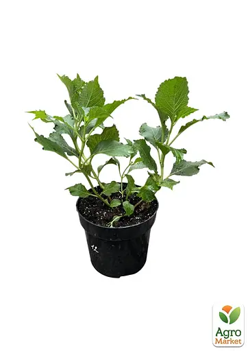 Гортензія крупнолиста 2-річна "Curly Sparkle Hot Pink" висота саджанця 25-45см (186189) 1 саженец - фото 2