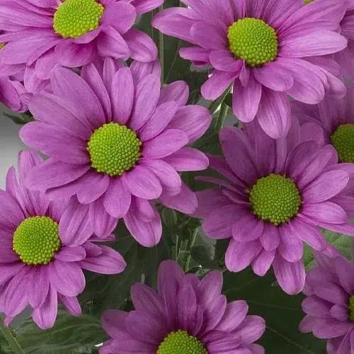 Хризантема кущова середньоквіткова "Jackson Pink" (189667) 1 саженец - фото 1