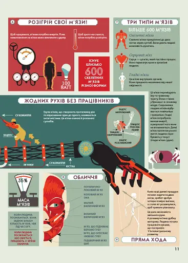 Крутезна інфографіка : Анатомія - фото 11