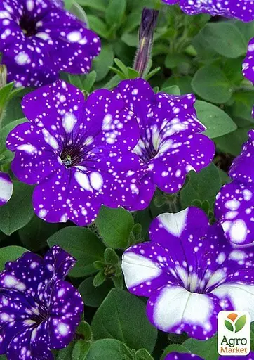 Петуния ампельная "Special Blue Splash" (контейнер №10 высота 10-15см) (49132) 1 саженец - фото 2