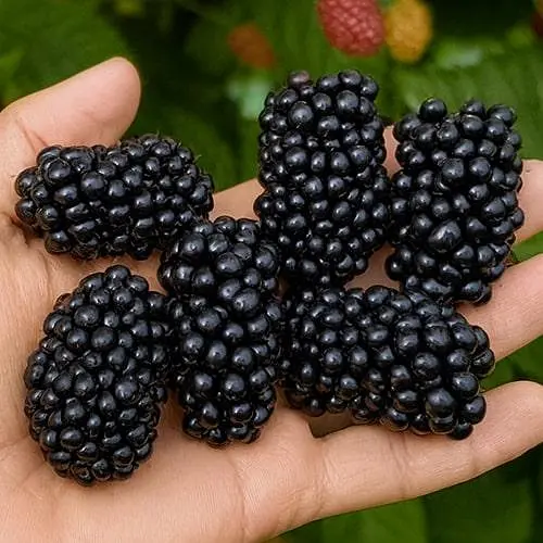 Ежевика Agro-Market "Arapaho" (высокоурожайный сорт, ранний срок созревания) (187558) 1 саженец в упаковке - фото 2