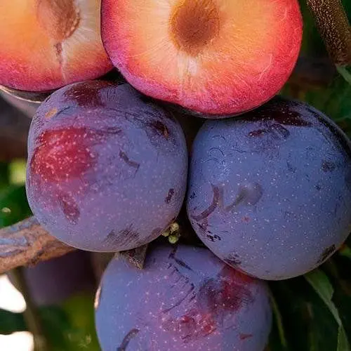 Слива диплоїдна Agro-Market Ларода літній сорт середньоранній термін дозрівання 188329 1 саджанець в упаковці - фото 1