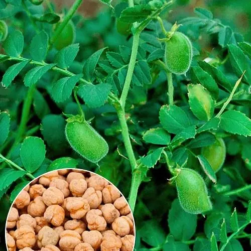 Нут "Триумф" ТМ "Весна" 100г (179229) - фото 1