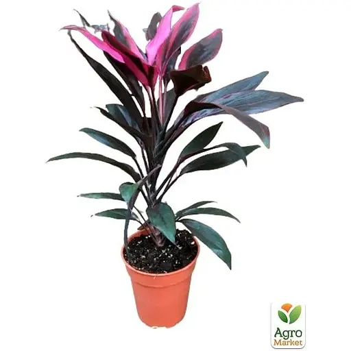 LMTD Кордилина Agro-Market Tango 35-45см (178897) 1 саженец в упаковке (комнатный) Нидерланды - фото 4