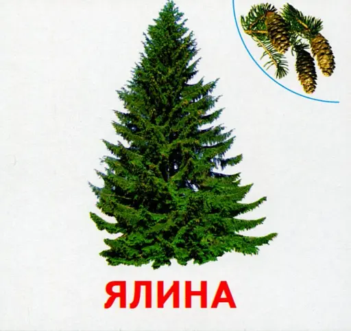 Рослини нашої планети. Роздавальні картки - фото 3