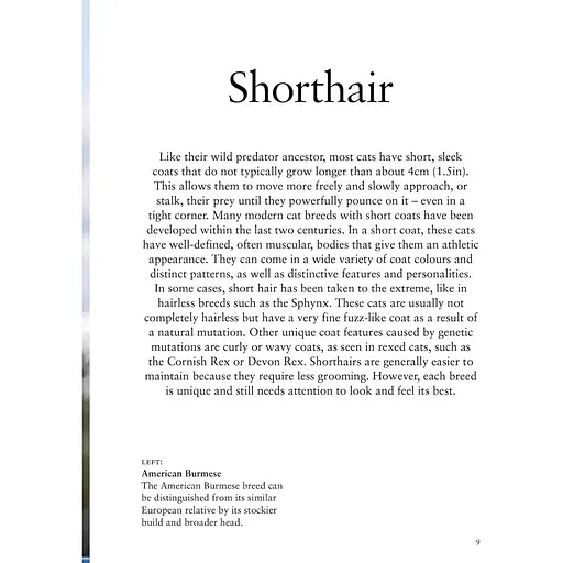 Cat Breeds: Characteristics, Breeds, Care, Origins - Фотопулос Джулианна - фото 4