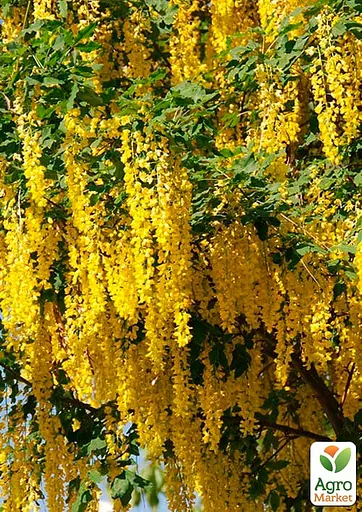 Бобовник ватерера на штамбі "Vossii" С5 висота 130-150см (184540) 1 саджанець - фото 4