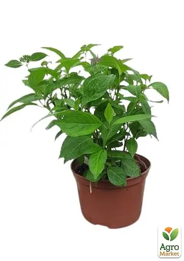 Гортензія крупнолиста 3-х річна "Ayesha" (93224) 1 саженец - фото 2