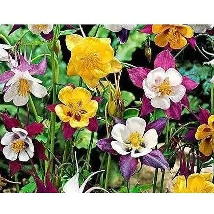 Аквілегія "Водосбор" Весна 0.1г (12133) - фото 1