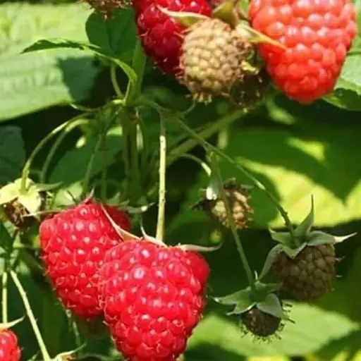 Малина Agro-Market "Himbo-Top" (ремонтантный крупноплодный, высокоурожаный сорт швейцарской селекции) 1-летний саженец (189511) 1 шт в упаковке - фото 1