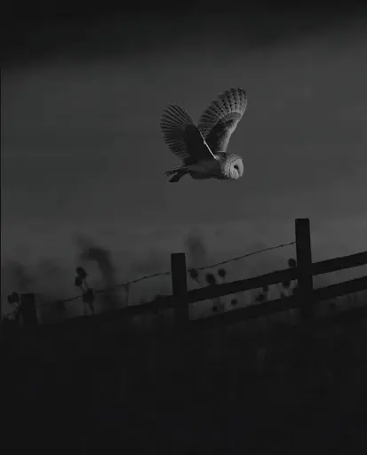 Through the Animal Kingdom - фото 3