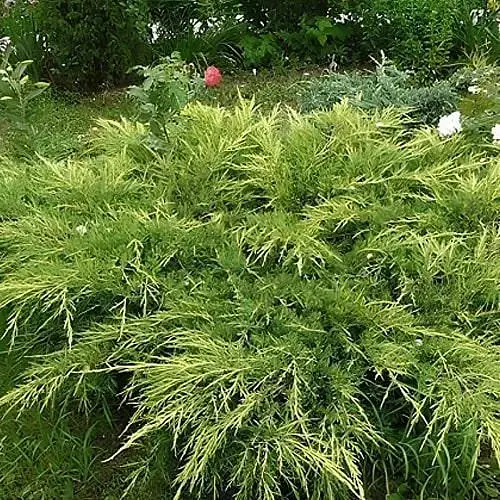 Можжевельник средний "Mordigan Gold" (ком/сетка) диаметр 60-80 см (188434) 1 саженец - фото 1