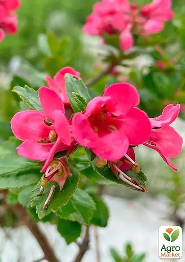 Ескалонія "Donard Radiance" (177267) 1 саженец - фото 3