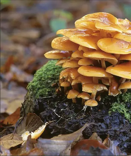 Wildlife of Britain and Ireland - фото 15