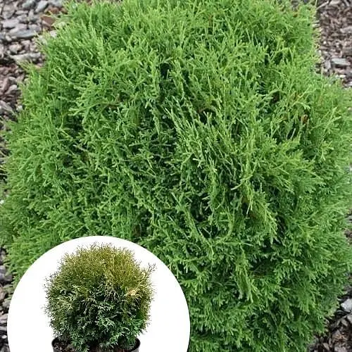 Туя западная Hoseri С10, диаметр 30-40 см (176424) 1 саженец в упаковке - фото 3