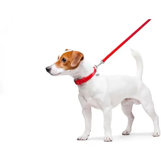 Повідець для собак Waudog Glamour шкіряний, червоний - фото 3