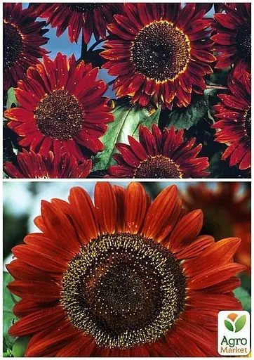 Мальва "Махровая смесь" Весна 1г (33085) - фото 4